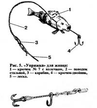 Рис. 5. «Упряжка» для живца