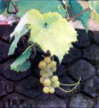 Фундамент хорошо аккумулирует тепло — в сентябре успевает вызреть виноград